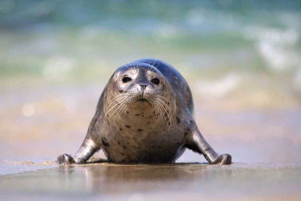 California, La Jolla A baby seal coming ashore
